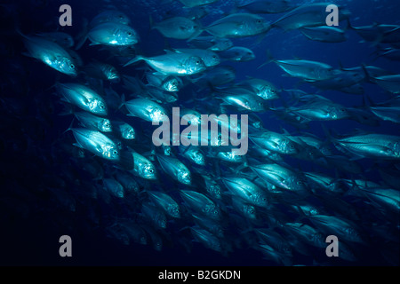 Schule der Fische Bigeye Trevally Malediven Caranx Sexfasciatus unter Wasser u-Boot-Subaqua Stockfoto