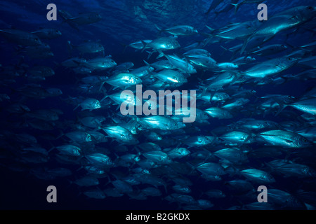 Schule der Fische Bigeye Trevally Malediven Caranx Sexfasciatus unter Wasser u-Boot-guten Malediven Stockfoto