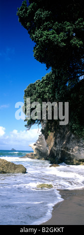 Strand-Stuten Bein Cove Cathedral Cove Erholung Reserve Coromandel-Neuseeland Stockfoto