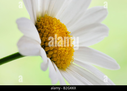 Oxeye Daisy Leucanthemum Vulgare blühende Pflanze Blüte Blüte blüht noch Standbilder Hintergrund Hintergründe Muster Muster cl Stockfoto