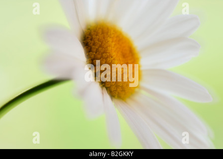 Oxeye Daisy Leucanthemum Vulgare blühende Pflanze Blüte Blüte blüht noch Standbilder Hintergrund Hintergründe Muster Muster c Stockfoto