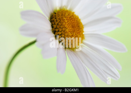 Oxeye Daisy Leucanthemum Vulgare blühende Pflanze Blüte Blüte blüht noch Standbilder Hintergrund Hintergründe Muster Muster Stockfoto