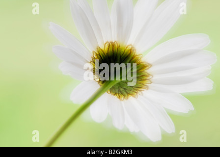 Oxeye Daisy Leucanthemum Vulgare blühende Pflanze Blüte Blüte blüht noch Standbilder Hintergrund Hintergründe Muster Muster Stockfoto