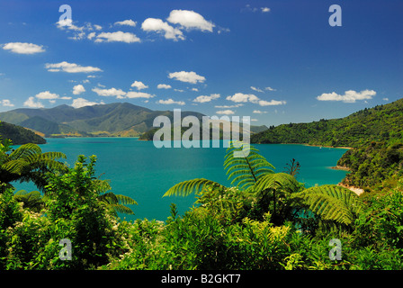 Mount Onahau Queen Charlotte Track Kenepuru Sound Marlborough Sounds Np New Zealand National Park Landschaft lakeland Stockfoto