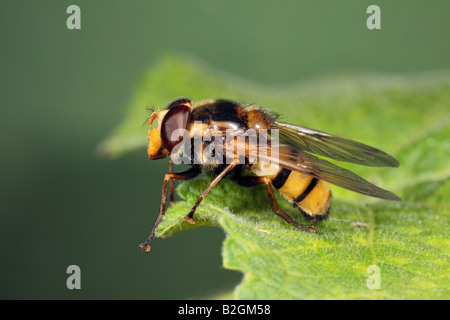 Schweben fliegen Volucella Inanis auf Blatt Potton Bedfordshire Stockfoto