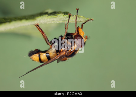 Schweben fliegen Volucella Inanis auf Blatt Potton Bedfordshire Stockfoto