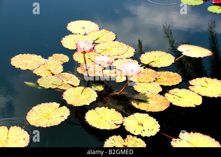 Seerosen schwimmend mit hell rosa Blüten in einem Teich in einem zoo Stockfoto