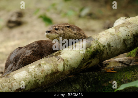 Neotropische Otter oder NUTRIA Lontra oder Lutra longicaudis Stockfoto
