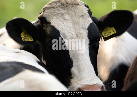 Ohr Stichwörter, Augen und Kopf einer friesischen Kuh bekannt als Holsteins in Nordamerika in eine Milchviehherde auf einem Bauernhof Grafschaft, Nord Irland Stockfoto