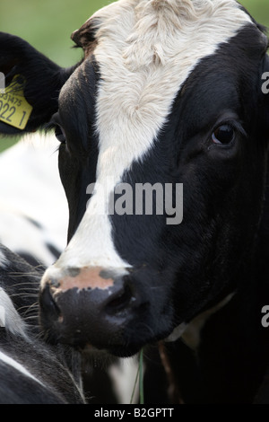 Ohrmarken Augen und Kopf einer friesischen Kuh, die in Nordamerika als holsteins bekannt ist, in einer Milchherde auf einem landwirtschaftlichen Gebiet in Nordirland Tagebuchhaltung Stockfoto