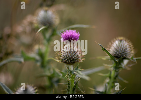 lila Blüte Speer Distel Cirsium Vulgare wächst in einem Feld Grafschaft, Nord-Irland Stockfoto