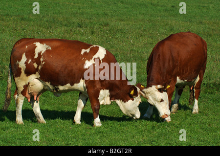 Deutsches Fleckvieh Kämpfende Kühe Ostalbkreis Baden Württemberg Deutschland Deutschland Stockfoto
