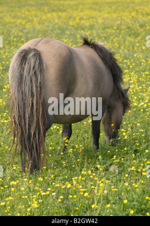 Shetland Pony Stute, Unst, Shetland-Inseln, Schottland, Vereinigtes Königreich Stockfoto