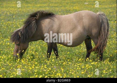 Shetland Pony Stute, Unst, Shetland-Inseln, Schottland, Vereinigtes Königreich Stockfoto