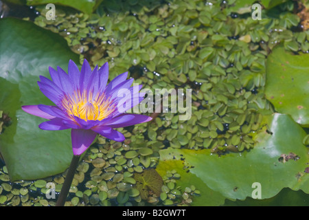 Blüte lila Lotus asiatische Wasserlilie polaren Stockfoto