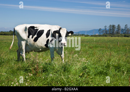 Holstein Kuh, grünen Weiden, Bio "Eco" Molkerei. Stockfoto