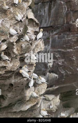 Ein Gannetry auf den Klippen der Insel Noss, Shetland-Inseln, Schottland, UK Stockfoto