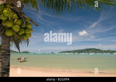 Kokosnüsse auf einer Palme in Chalong Beach, Phuket, Thailand Stockfoto