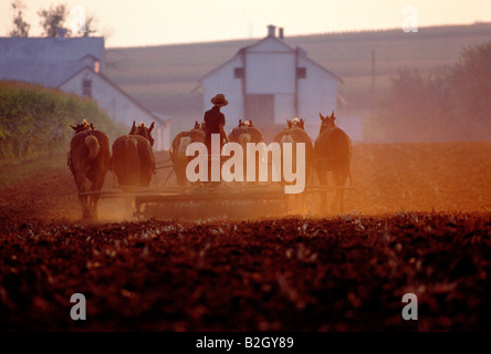 Amische Bauern bei der Feldarbeit mit einem Pferd gezeichneten Wagen Stockfoto