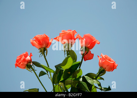 Eine Reihe von rosa Rosen im Hintergrund des Himmels Stockfoto