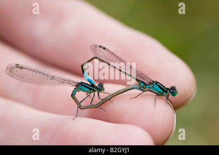 Blau-tailed Libellen Paarung Stockfoto