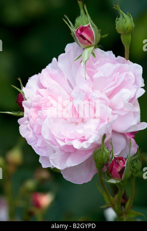 ROSA FANTIN-LATOUR-ROSE Stockfoto