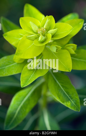 Euphorbia Cornigera Wolfsmilch Stockfoto