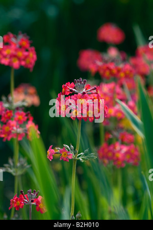 PRIMULA BEESIANA KANDELABER PRIMROSE Stockfoto