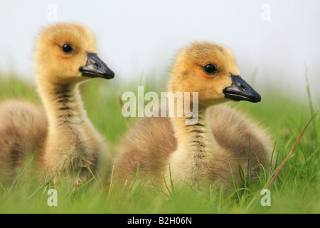 Zwei Kanada Gänse Gänsel liegen auf dem Rasen im Frühjahr. Stockfoto