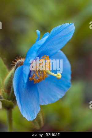 MECONOPSIS GRANDIS HIMALAYA BLUE POPPY Stockfoto