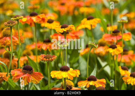 Helenium "Sahin frühen Blumen" Stockfoto