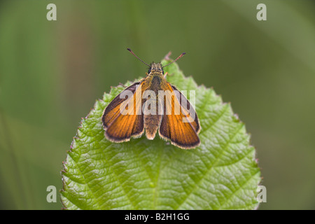 Kleine Skipper Thymelicus Sylvestris thront auf Blatt am Schlund Steinbruch, Malvern Hills, Worcestershire, UK im Juli. Stockfoto