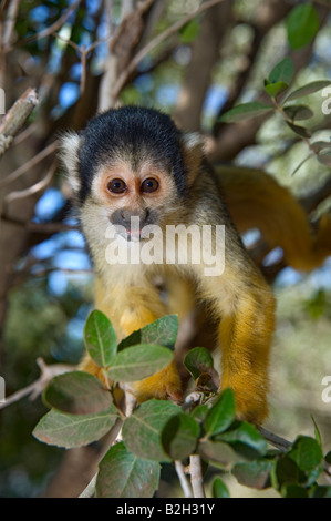 Saimiri niedliche Eichhörnchen-Affe auf einem Baum Stockfoto