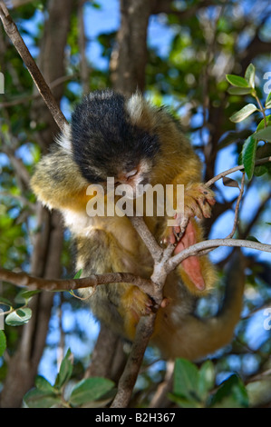 niedliche Eichhörnchen-Affe Saimiri schlafen auf einem Ast Stockfoto