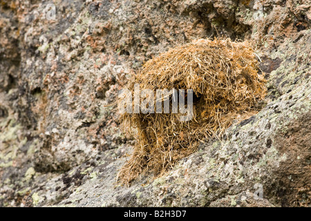Amerikanische Wasseramseln (Cinclus Mexicanus) Nest. Diese Vögel nisten auf Felsvorsprüngen Wasser überhängenden Felsen Stockfoto