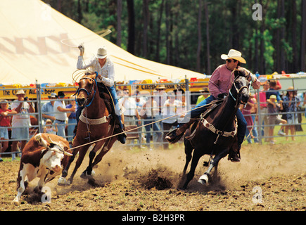 Zwei Cowboys Kuh beim Rodeo roping. Queensland, Australien Stockfoto