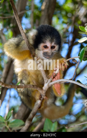 Saimiri niedliche Eichhörnchen-Affe auf einem Baum Stockfoto