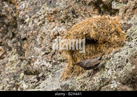 Amerikanische Wasseramseln (Cinclus Mexicanus) Fütterung Küken im Nest nisten diese Vögel auf Felsvorsprüngen Wasser überhängenden Felsen Stockfoto