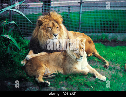 Löwe und Löwin im Zoo-Gehege. Stockfoto
