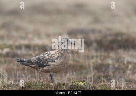 ARCTIC SKUA Stercorarius Parasiticus STANDING ON MOORLAND Seitenansicht Stockfoto