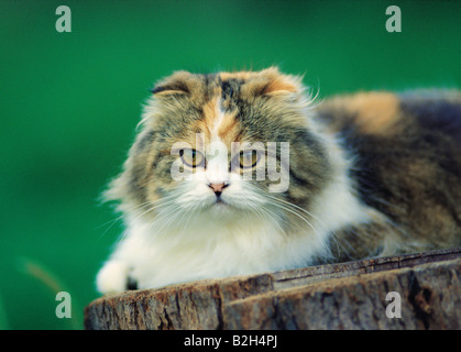 Outdoor-Porträt einer Scottish Fold Katze, Blick in die Kamera. Stockfoto