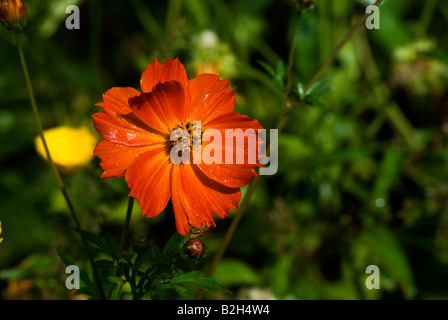 Calendula Officinalis L in voller Blüte im Botanischen Garten; auch bekannt als Ringelblume oder englischen Ringelblume Stockfoto