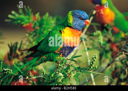 Australien. Tierwelt. Regenbogen Lorikeet Vogel auf Zweig hocken. Stockfoto