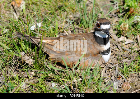 Kildeer Vogel sitzt auf einem Nest mit Eiern Stockfoto