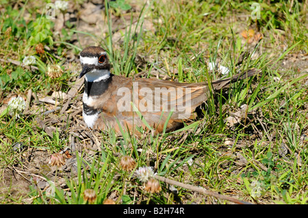 Kildeer Vogel sitzt auf einem Nest mit Eiern Stockfoto