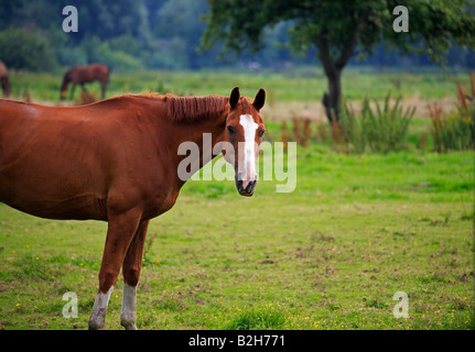 Eine braune Pferd grasen auf der grünen Wiese Stockfoto