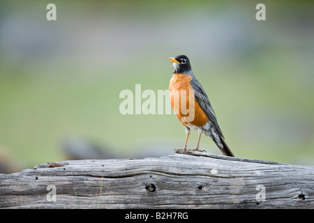American Robin (Turdus Migratorius) thront auf einem Baumstamm Stockfoto