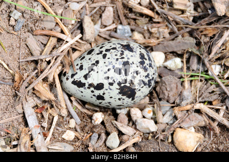 Killdeer Ei Nest auf dem Boden Stockfoto