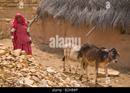 Ein BANJARI Indianerin mit Rindern in der THAR-Wüste in der Nähe von JAISALMER RAJASTHAN Indien Stockfoto