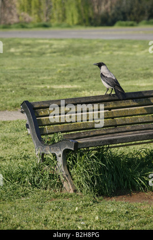 Vogel auf Parkbank bewachsen mit langen Rasen im Land Stockfoto